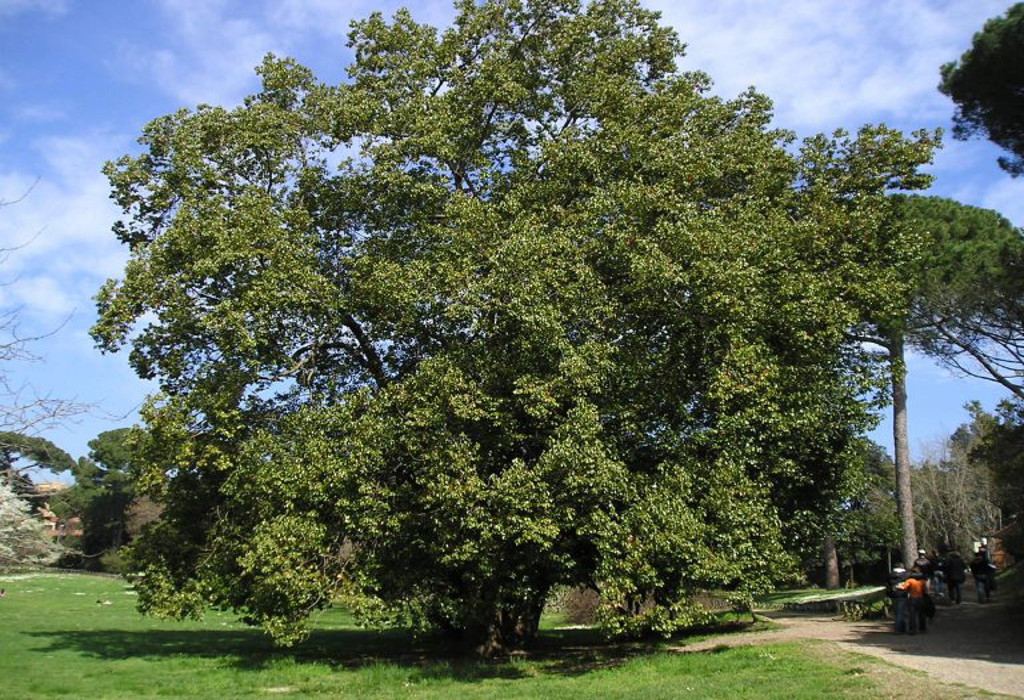 villa_doria_pamphili_jogging