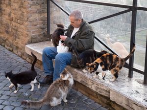 Les chats à Rome.
